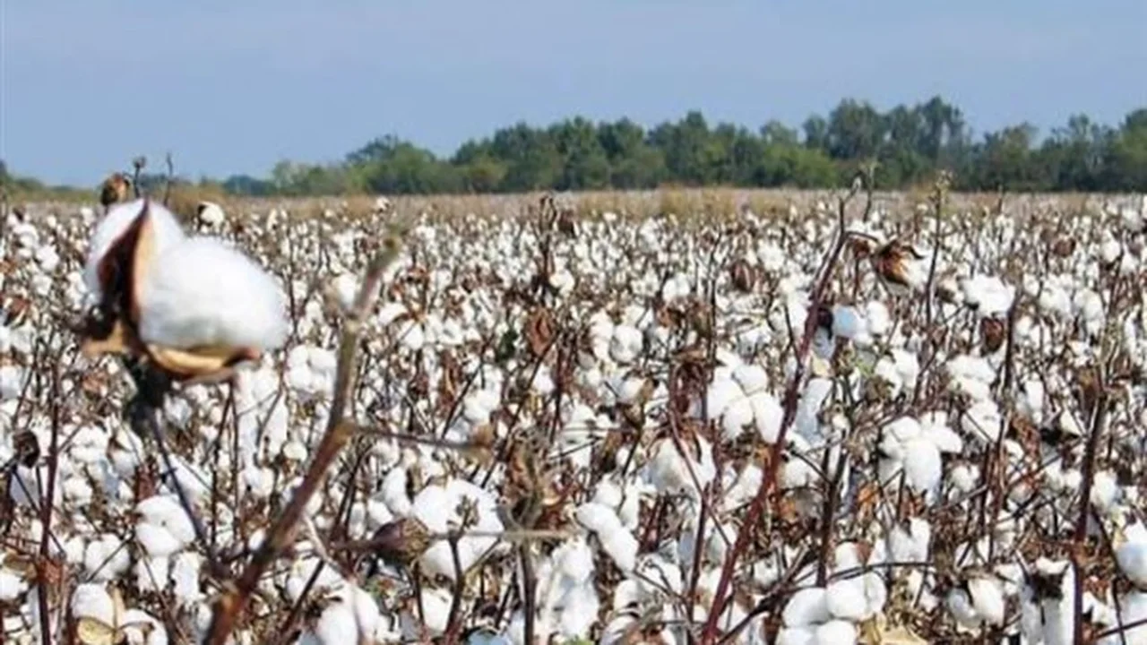 سعر قنطار القطن اليوم في مصر يشهد استقرارًا يؤثر على قرارات المزارعين والمصانع